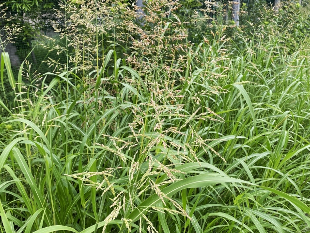 雑草が生い茂った地面